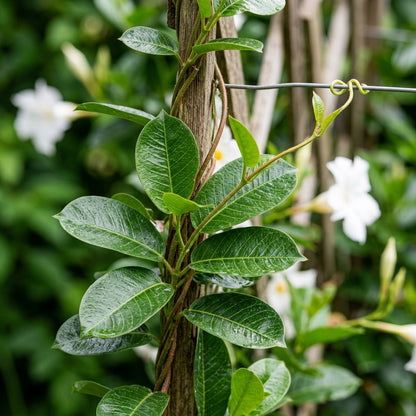 White Mandevilla Vine Flower Seeds for Planting