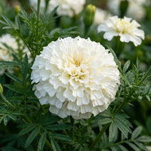 White Marigold Flower Seeds For Planting