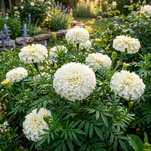 White Marigold Flower Seeds For Planting