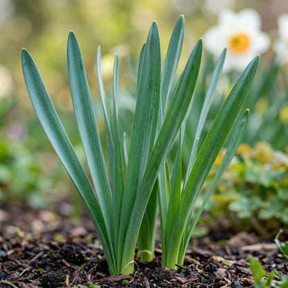 White and Orange Daffodil Seeds for Planting