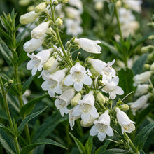 White Penstemon Flower Seeds – Elegant White Blooms