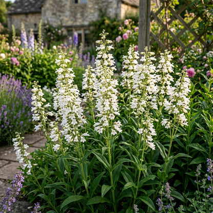 White Penstemon Flower Seeds – Elegant White Blooms