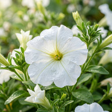 Pure White Petunia Seeds For Planting