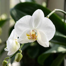 White Phalaenopsis Orchid Flower Seeds for Planting