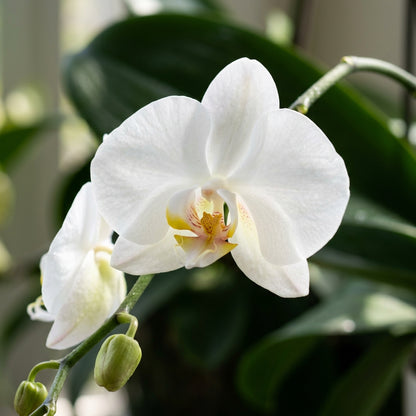White Phalaenopsis Orchid Flower Seeds for Planting