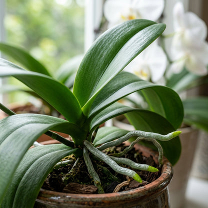White Phalaenopsis Orchid Flower Seeds for Planting