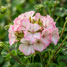 White Pink Geranium Flower Seeds For Planting