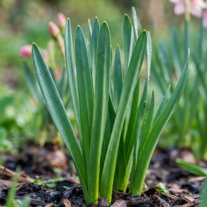 Narcissus White and Pink Flower Seeds for Planting