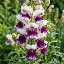 White Purple Snapdragon Flower Seeds For Planting