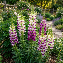 White Purple Snapdragon Flower Seeds For Planting