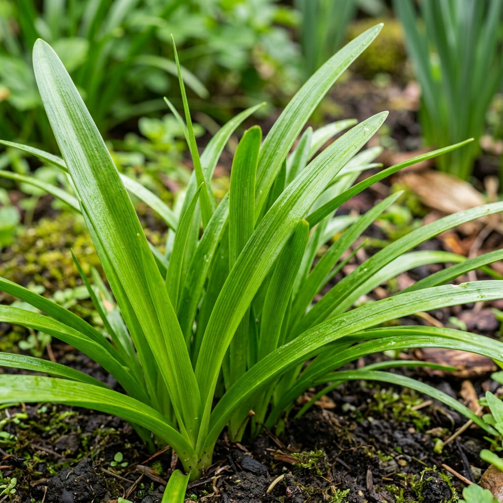 Zephyranthes White Flower Seeds For Planting
