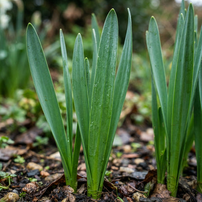 White and Red Daffodil Seeds for Planting