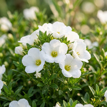 Nierembergia White Robe Flower Seeds for Planting