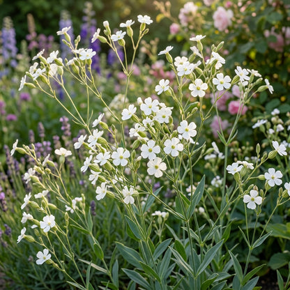 Saponaria Vaccaria White Flower Seeds
