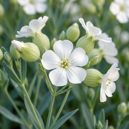Saponaria Vaccaria White Flower Seeds