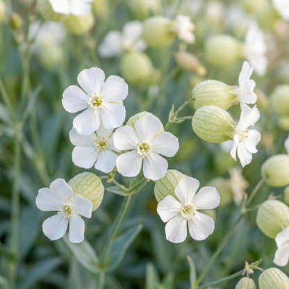 Saponaria Vaccaria White Flower Seeds