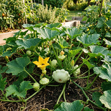 Summer Squash White Scallop Seeds – Squash Seeds for Home Garden