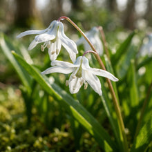 Scilla Siberica Alba Seeds for Garden Planting
