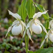 White Cypripedium Slipper Orchid Seeds for Planting