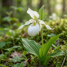 White Cypripedium Slipper Orchid Seeds for Planting