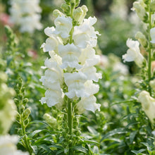Pure White Snapdragon Seeds - White Snapdragon Flower Seeds for Garden