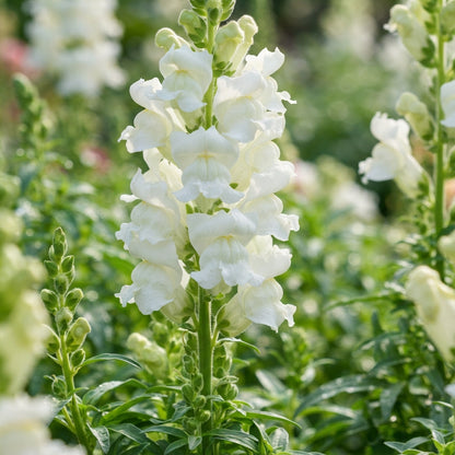 Pure White Snapdragon Seeds - White Snapdragon Flower Seeds for Garden
