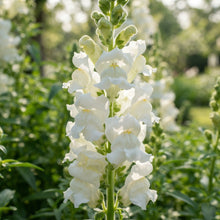 Pure White Snapdragon Seeds - White Snapdragon Flower Seeds for Garden