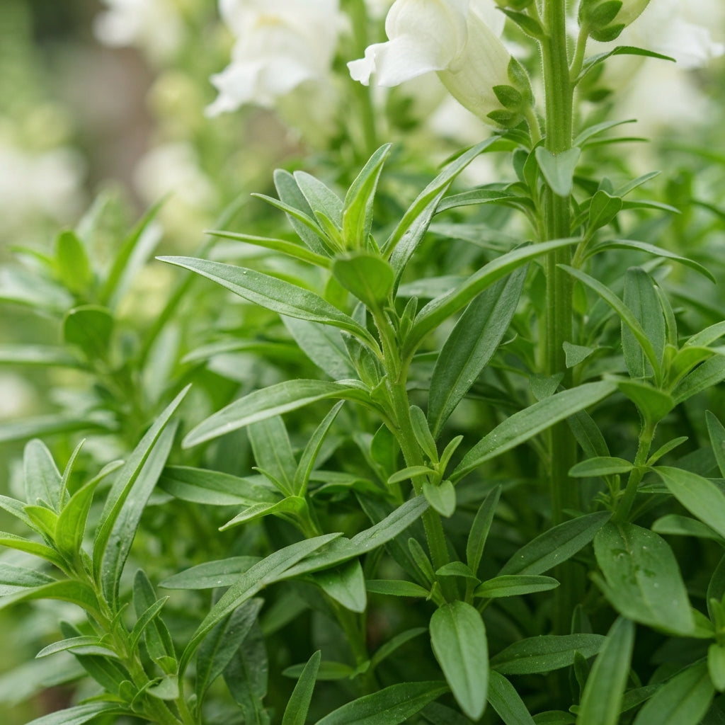 Pure White Snapdragon Seeds - White Snapdragon Flower Seeds for Garden