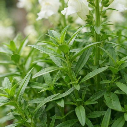 Pure White Snapdragon Seeds - White Snapdragon Flower Seeds for Garden