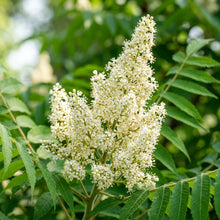 White Sumac Flower Seeds – Ornamental White Flowering Shrub