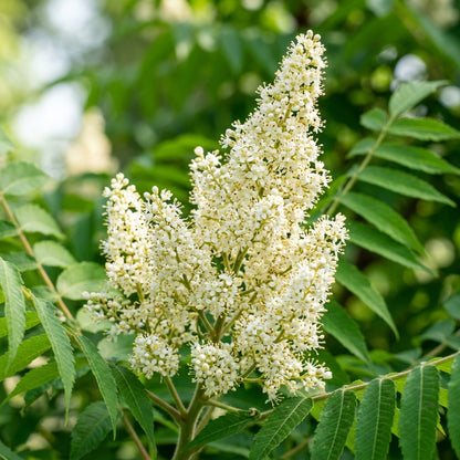 White Sumac Flower Seeds – Ornamental White Flowering Shrub