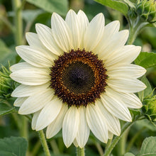 Italian White Sunflower Seeds For Planting