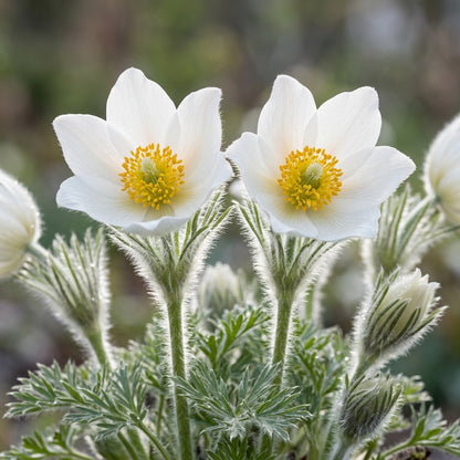 Pulsatilla Weisse Schwan Flower Seeds