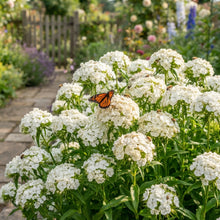 White Sweet William Flower Seeds for Planting