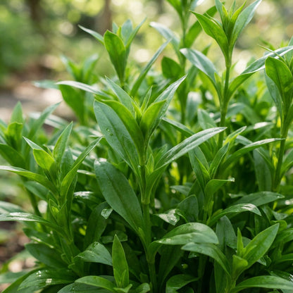 White Sweet William Flower Seeds for Planting