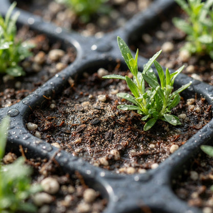 White Sweet William Flower Seeds for Planting