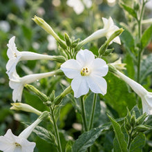 Nicotiana White Trumpets Flower Seeds for Planting