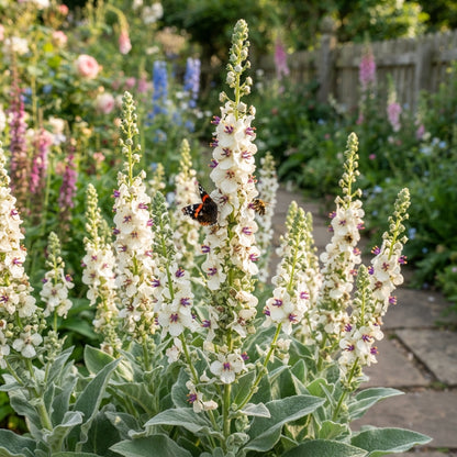 White Verbascum Bride Flower Seeds for Planting