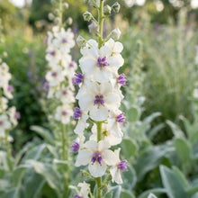 White Verbascum Bride Flower Seeds for Planting