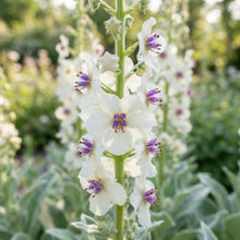 White Verbascum Bride Flower Seeds for Planting