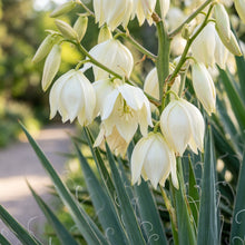 White Yucca Filamentosa Flower Seeds for Garden Planting