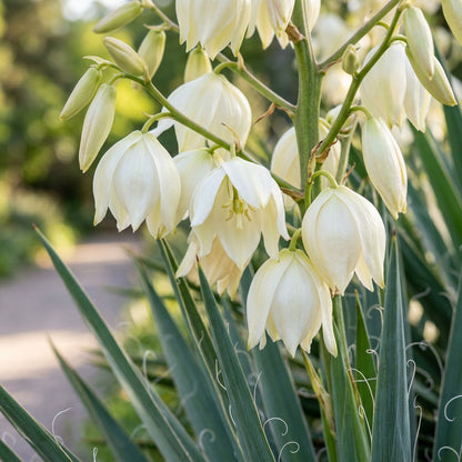 White Yucca Filamentosa Flower Seeds for Garden Planting