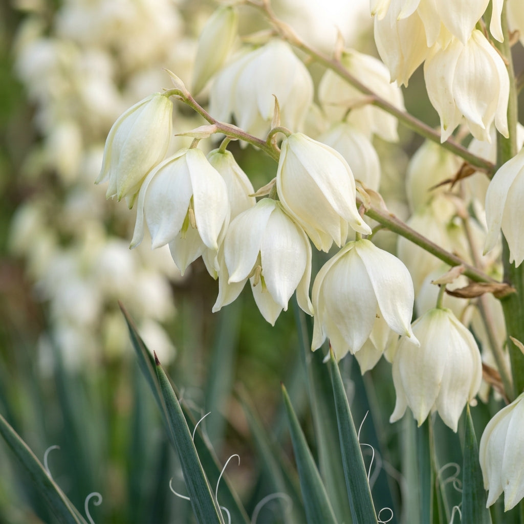 White Yucca Filamentosa Flower Seeds for Garden Planting