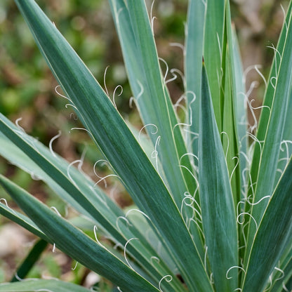 White Yucca Filamentosa Flower Seeds for Garden Planting