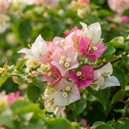 White and Pink Bougainvillea Seeds for Planting