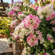 White and Pink Bougainvillea Seeds for Planting