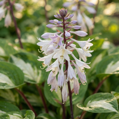 White and Red Hosta Seeds for Planting