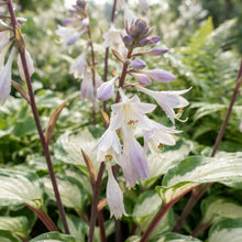 White and Red Hosta Seeds for Planting