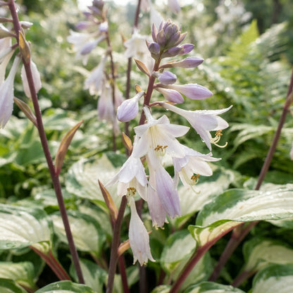 White and Red Hosta Seeds for Planting