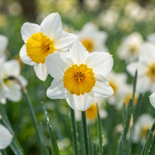 White and Yellow Daffodil Flower Seeds for Planting